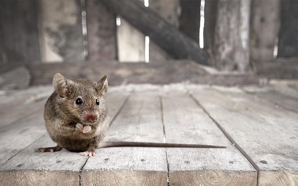 mouse in the attic